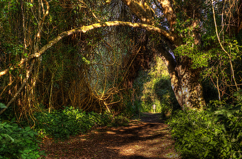 Deep forest av Steve Slater på Flickr